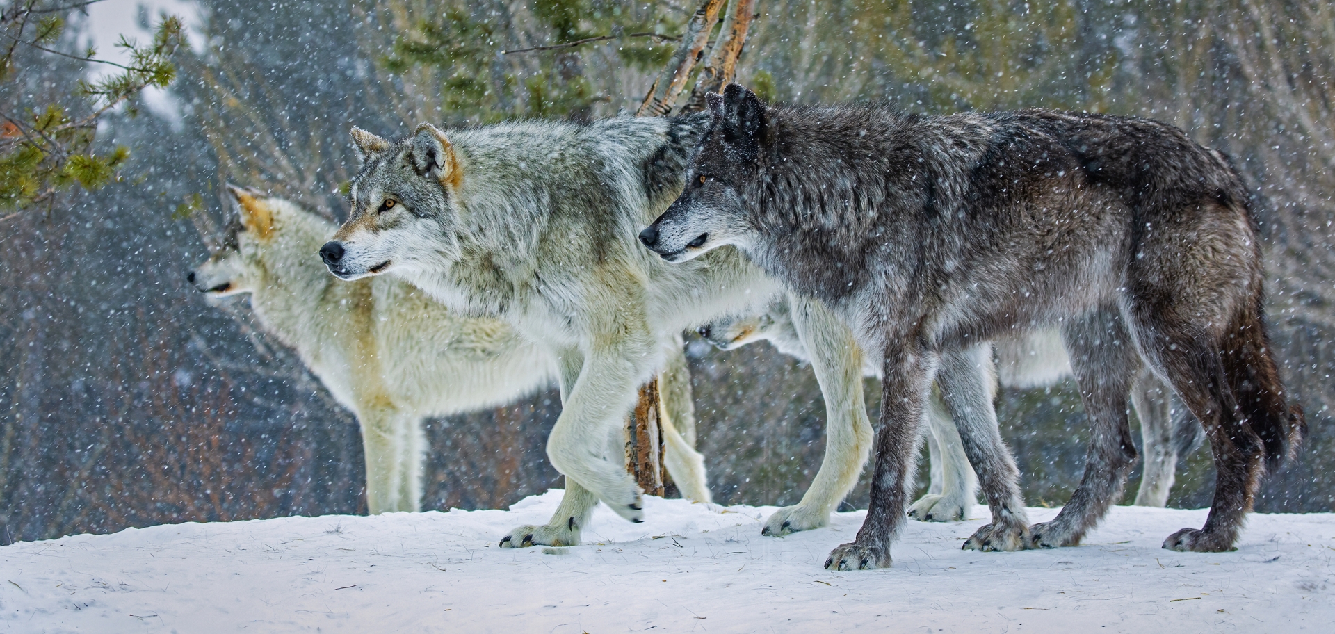 8 incredible wolf facts everyone should know 8 incredible wolf facts everyone should know