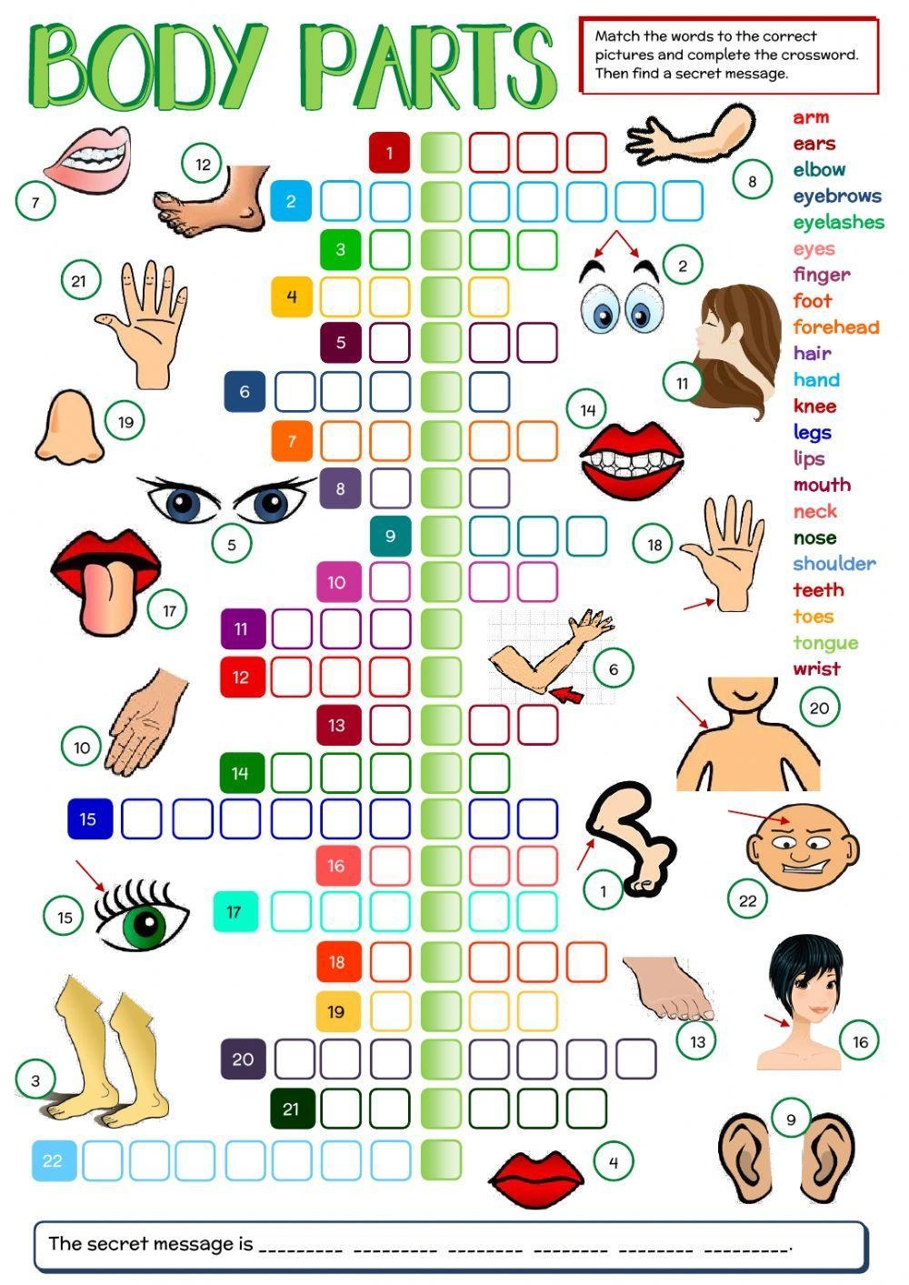 Body Parts Wordsearch Puzzle Worksheet Worksheets Library