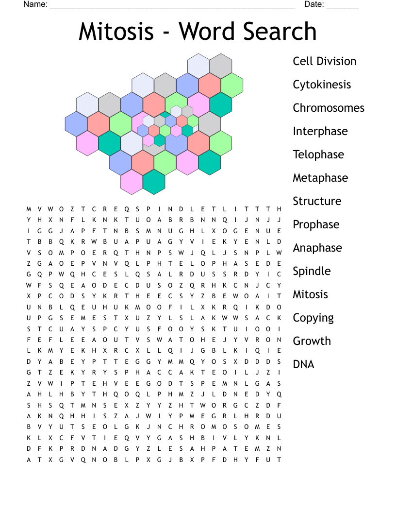 Cell Cycle Word Search WordMint