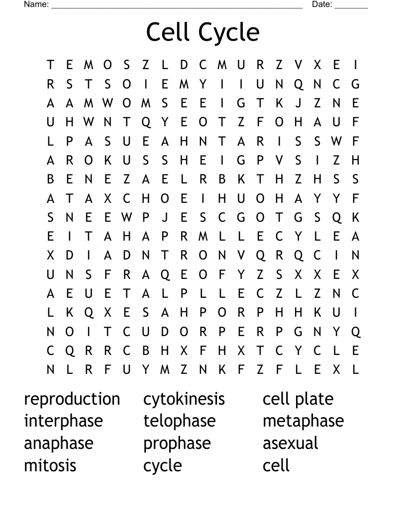 Cell Cycle Word Search WordMint