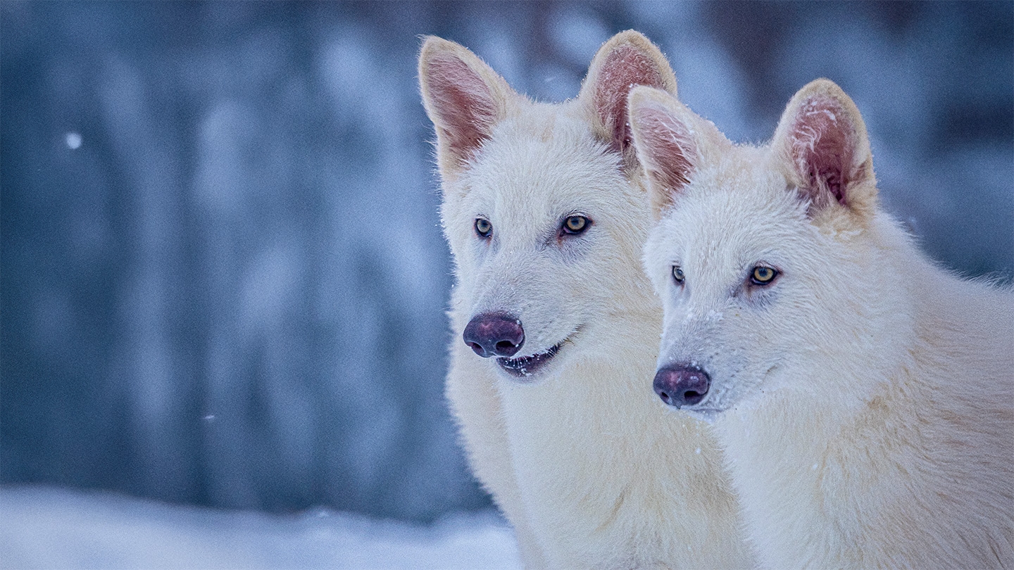 dire wolves or not these pups could help counter extinction dire wolves or not these pups could help counter extinction