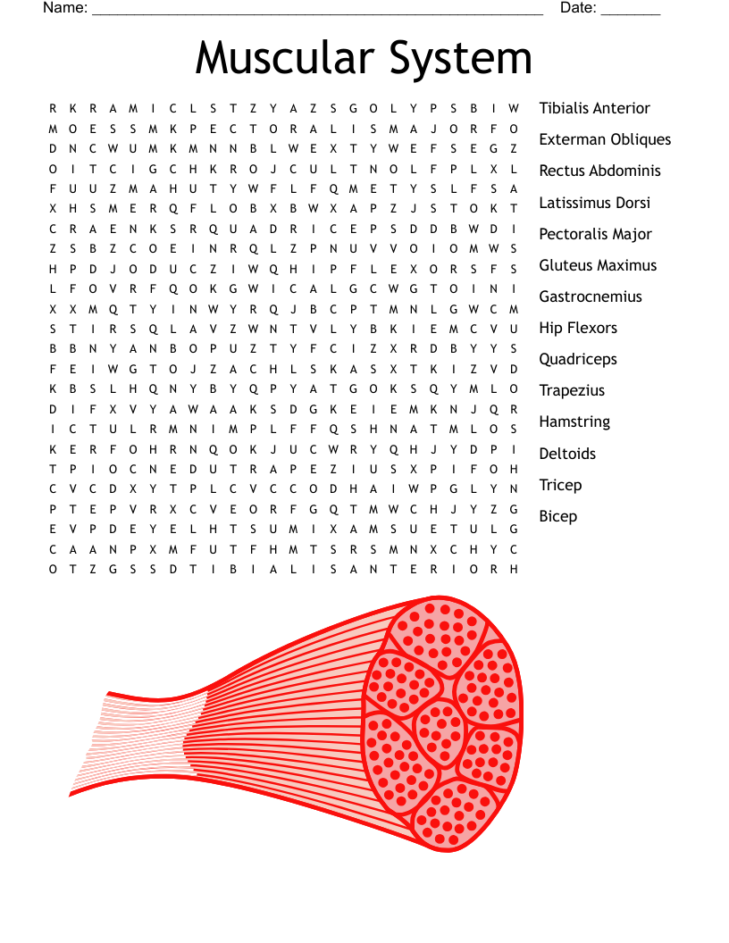 Muscles Of The Body Word Search WordMint