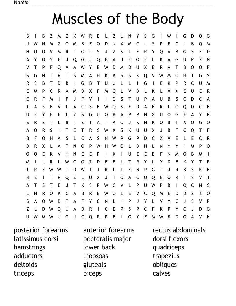 Muscles Of The Body Word Search WordMint