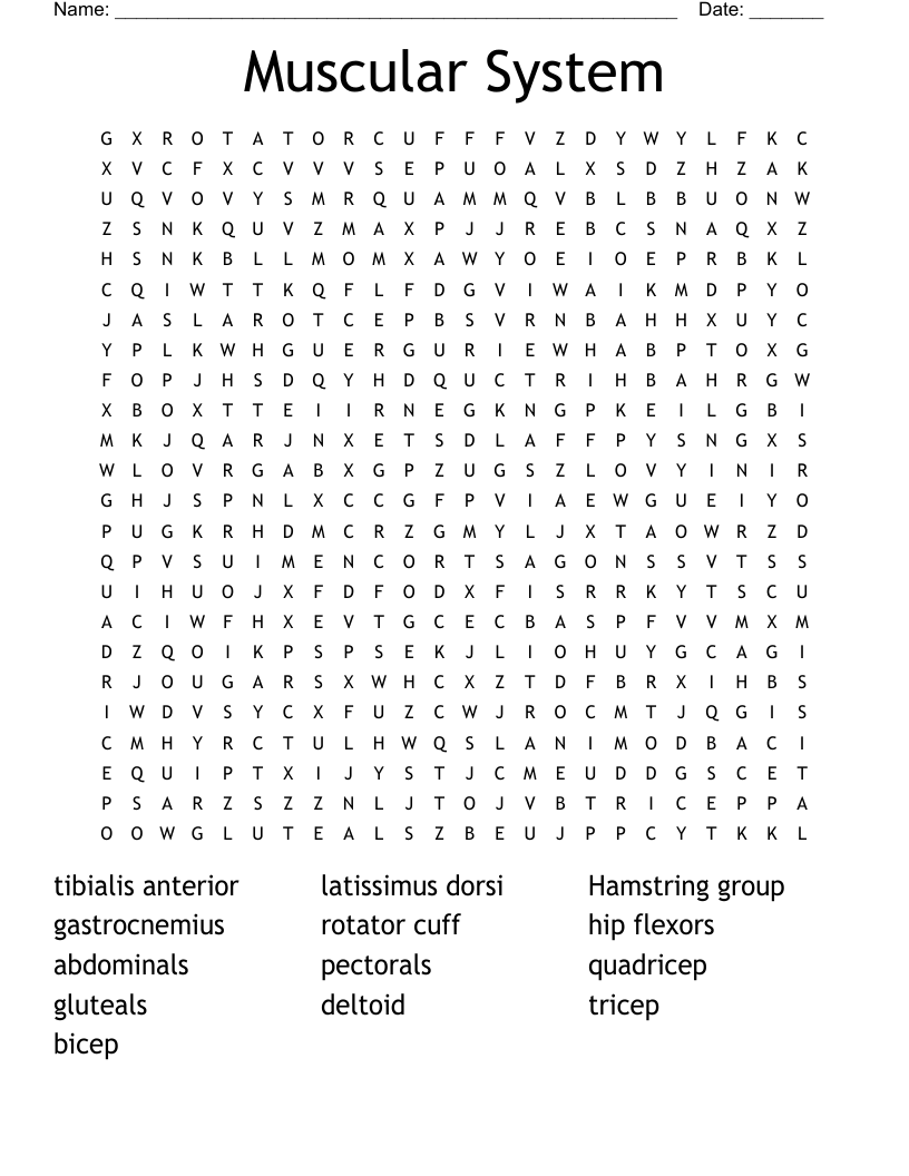 Muscular System Word Search WordMint