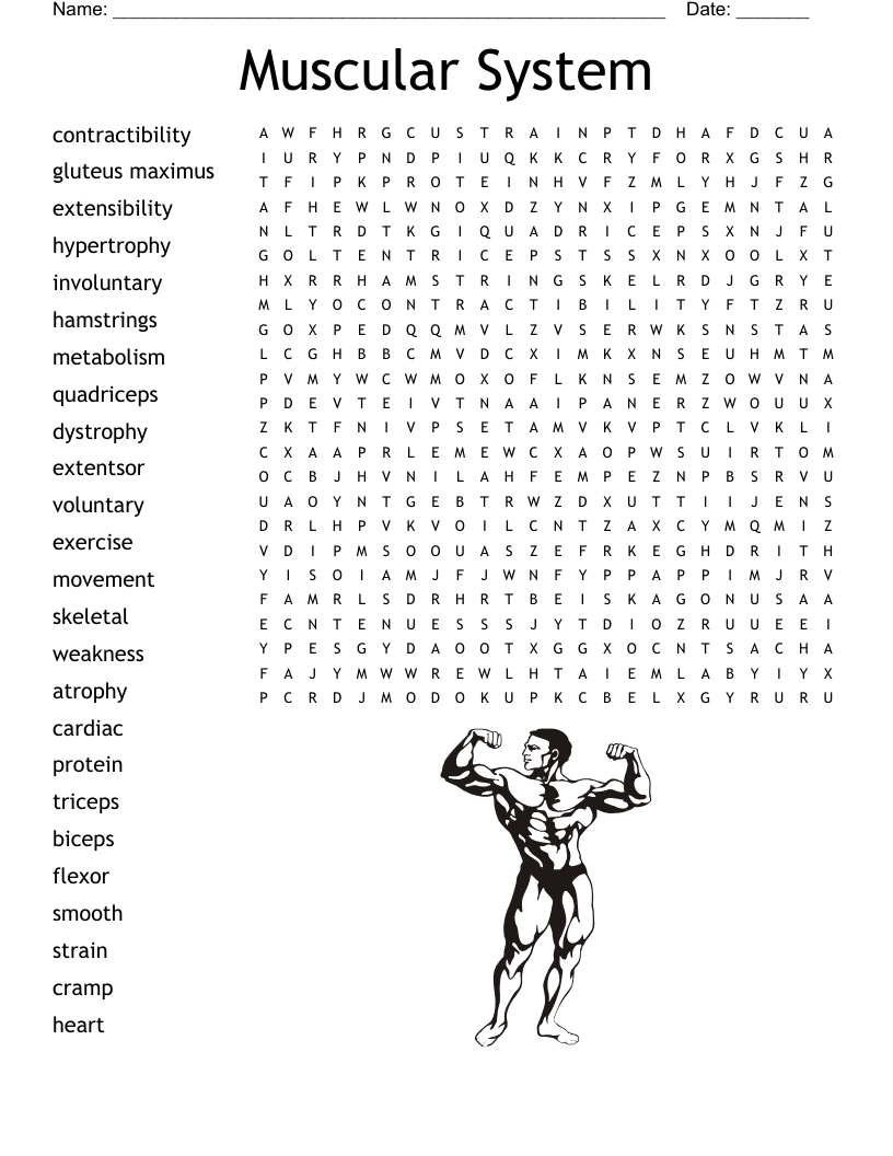 Muscular System Word Search WordMint