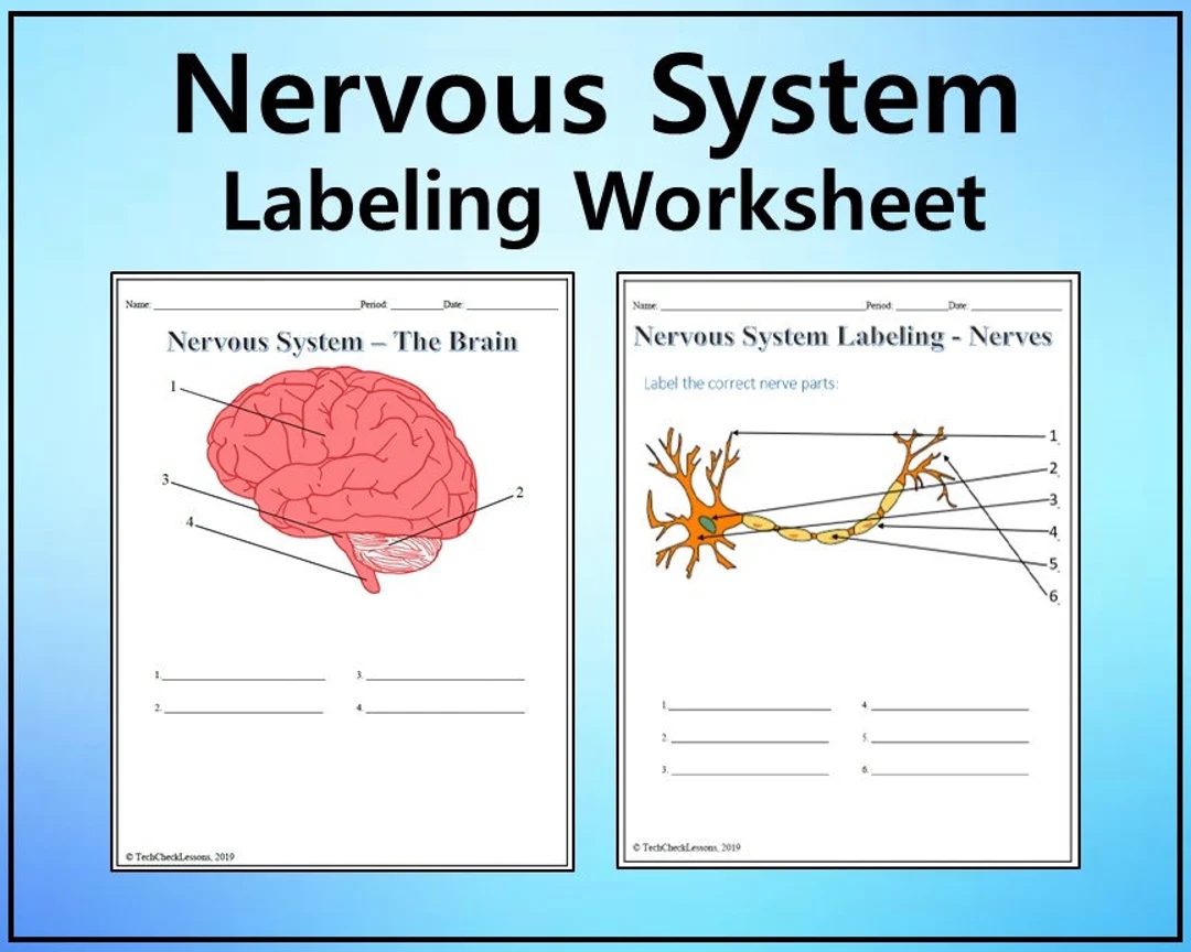 Nervous System Labeling Worksheet Science Editable DIGITAL DOWNLOAD Etsy Israel