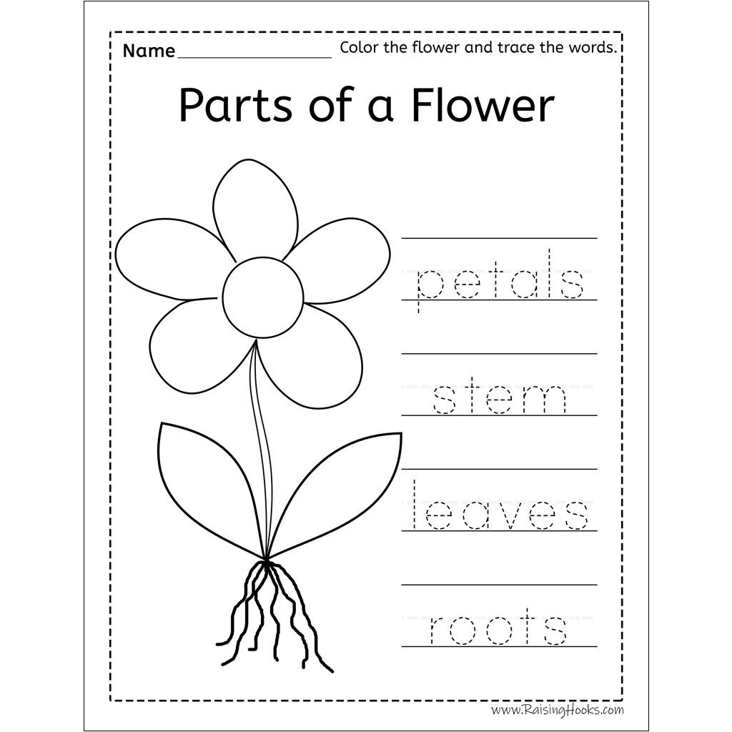 Printable Word Search On Flower Parts Printable Word Search On Flower Parts