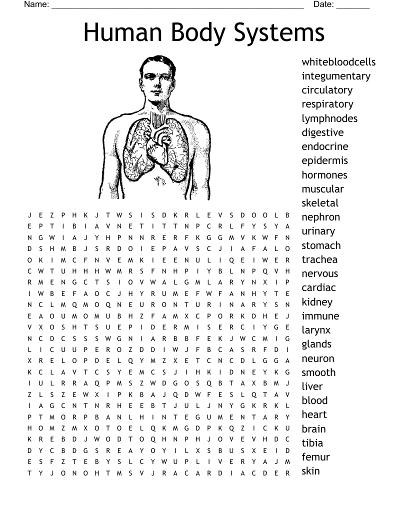 The Body Systems Word Search WordMint