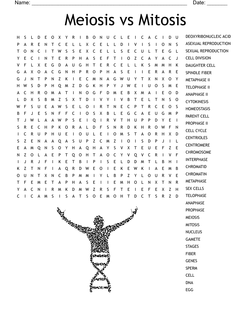 The Cell Cycle Word Search WordMint